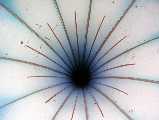 Im wahrsten Sinne des Wortes: ein Blumentrichter / This horn is like a flower