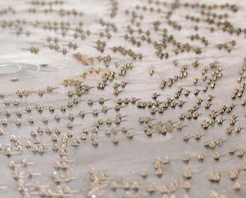 Als Tontr&auml;ger dient eine gestanzte Blechplatte /  The metal disc is sound carrier and data memory in once 